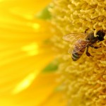 Hogyan segítheti a méhpempő a teherbeesést?